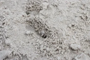 Activated Carbon Silica Sand