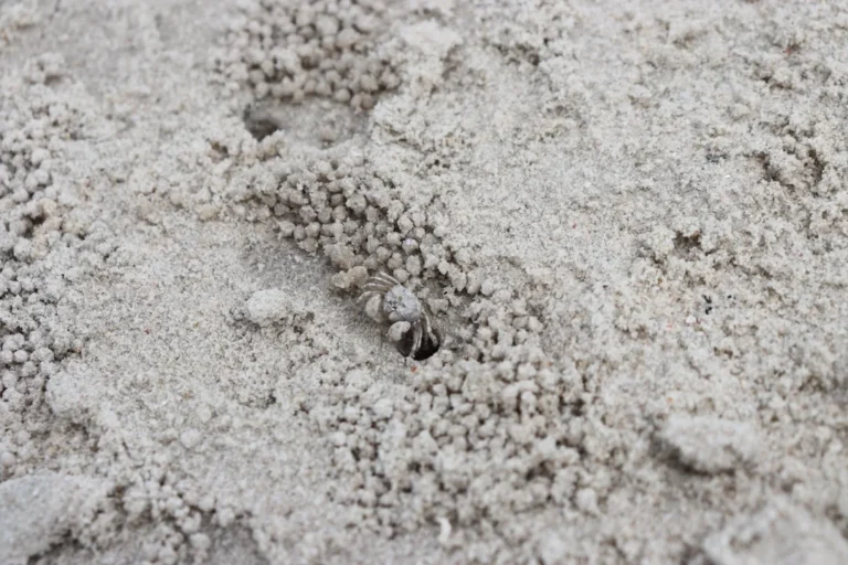 Activated Carbon Silica Sand
