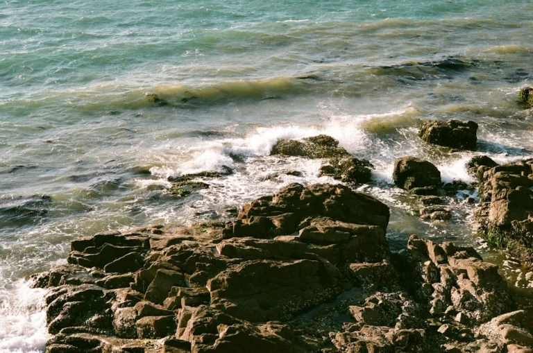 Brackish Water Coastal Shore