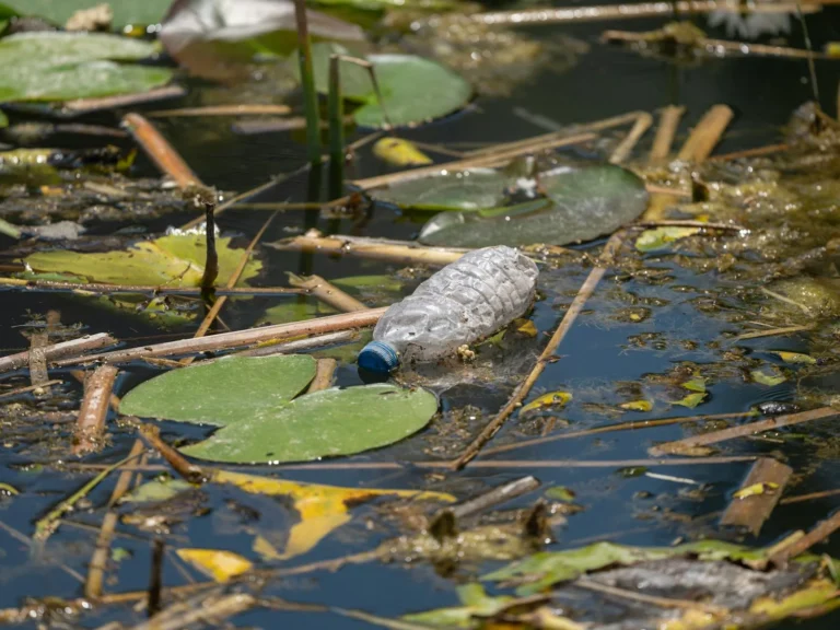 Legal Penalty Polluted Water