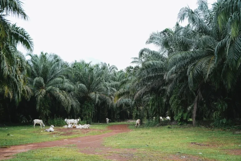 Palm Oil Factory Clean Water