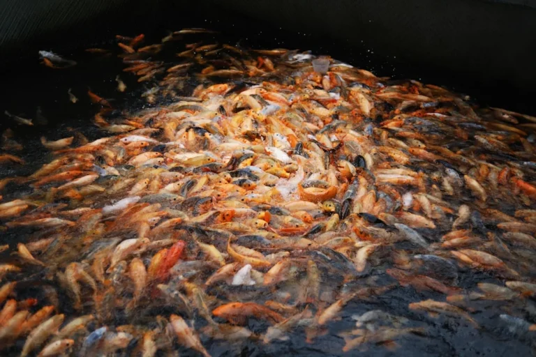 Shrimp Farm Water Quality Aquaculture