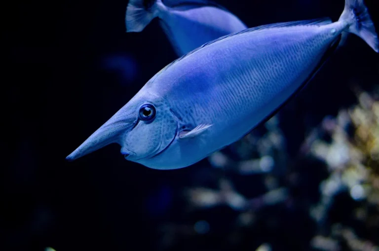 Ultraviolet Light Water Purification